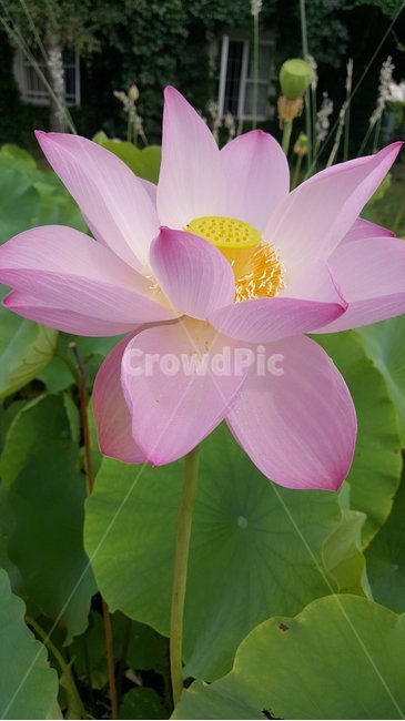 꽃,식물,식물원,자연,정원,flowers,plants,garden,nature,botanics