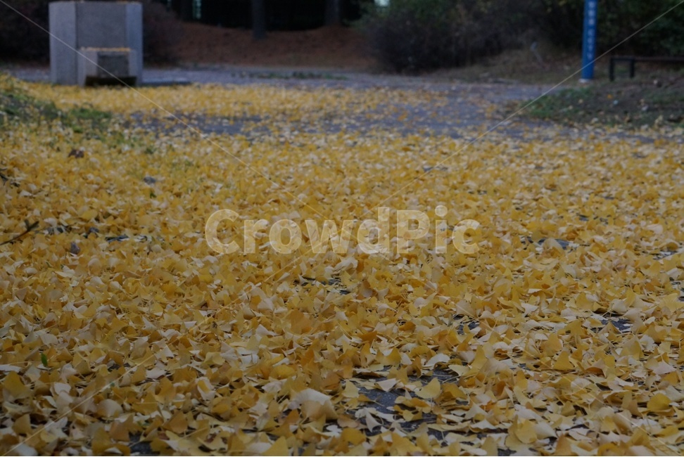 잎,은행잎,거리,가을,느낌,가을,계절,fall,autumn,season