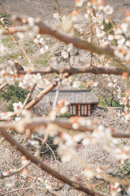 nature,자연,매화,봄,flowers,광양,outdoors,옥외