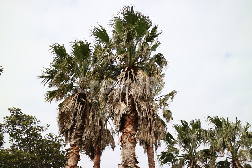 감성사진,감성,tree,나무,plant,식물,야자수,palmtree,arecaceae