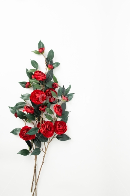 bouquet of roses,Harmony,red rose,rose,interior