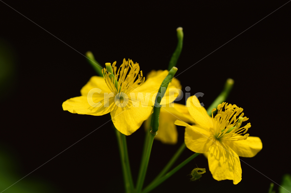 애기똥풀,정원화,노란꽃,애기똥풀꽃,들꽃,야생화,plant,식물,노랑꽃,노란색,pollen,꽃접사,식물접사,꽃도감,식물도감,꽃술,들풀,젖풀,까치다리,싸아똥,식물,자연,plants,nature,꽃,flower