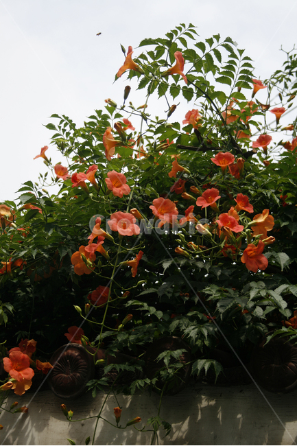 능소화,식물,flower,plants,nature,꽃,꽃봉오리,하늘,식물,자연,plants,nature,꽃,flower