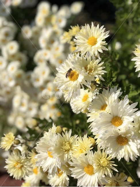 꿀벌,하얀국화,국화,길가꽃,꽃,식물,자연,plants,nature,꽃,flower