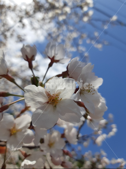 plant,식물,blossom,꽃,flower,벚꽃,봄,흰색,하늘