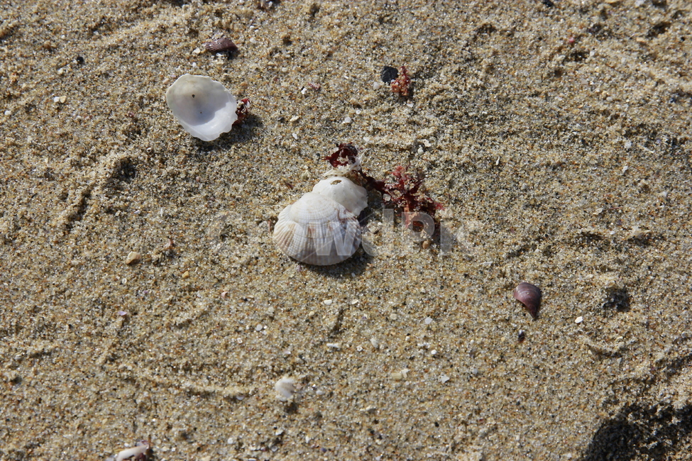 모래사장,바다,조개껍질,감성,동해바다,모래,해변,바다,beach,sea