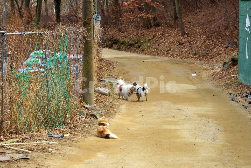 강아지,개,시골개,시골길,시골강아지,산책,동물,animal,포유류,mammal,개,강아지,dog,doggy