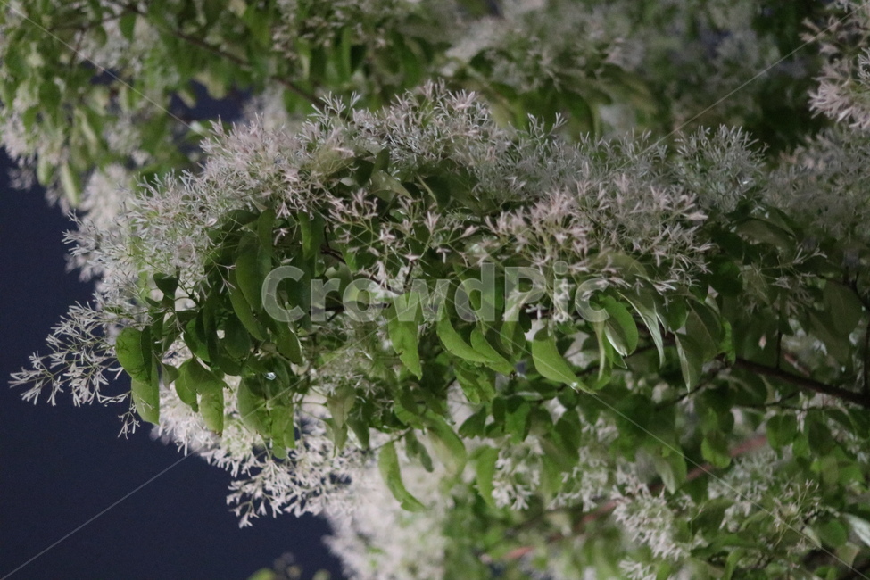 이팝나무꽃,밤,흰색,쌀모양,봄,야경,밤,풍경,nightscape,night,landscape,식물,자연,plants,nature,꽃,flower,vegetation,초목,bush,부시,plant,potted plant,화분,pottery,도기류,jar,항아리,vase,병 장식
