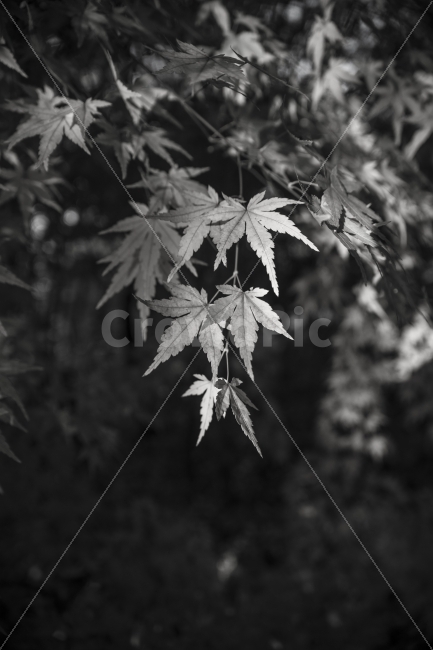 흑백,풍경,나뭇잎,단풍잎,나무,식물,자연,plants,nature,흑백,모노톤,monochrome,black and white
