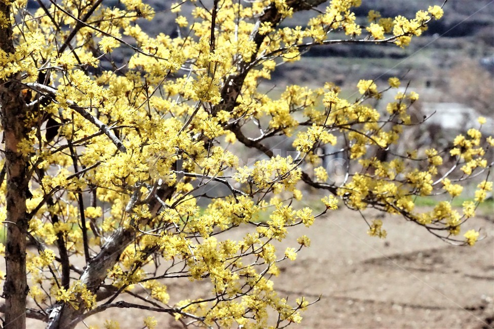 봄,산수유,꽃,노란색,나무,식물,자연,계절,yellow,nature,season,flower,beauty,tree,봄,계절,spring,season,식물,자연,plants,nature,꽃,flower,plant