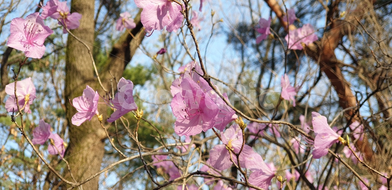 진달래,진달래꽃,꽃,식물,봄꽃,plant,flower,분홍색