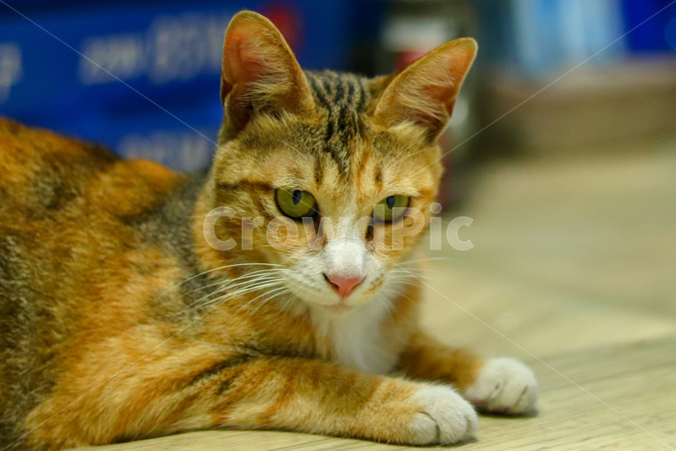 고양이,냐옹이,야옹이,길고양이,cat,동물,animal,straycat