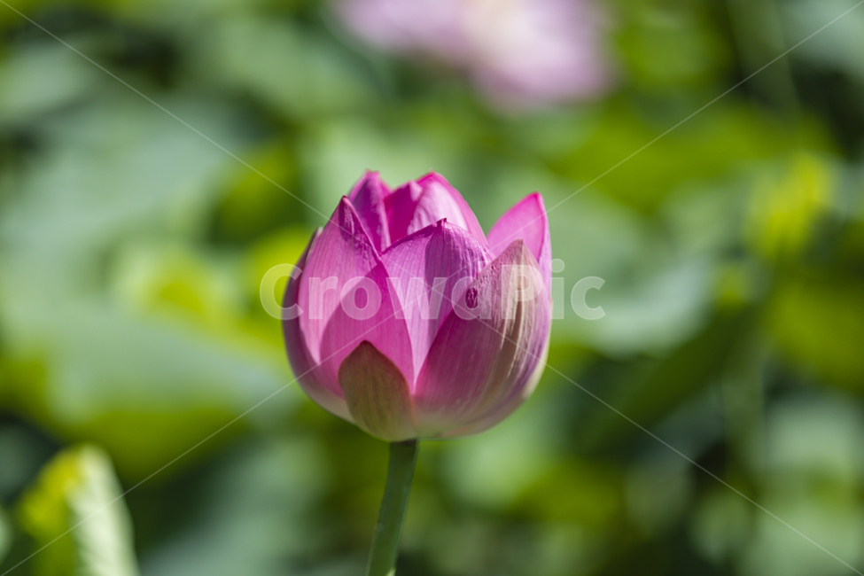 연꽃,꽃,여름,물,분홍꽃,lotus,family,water,outdoor,beautiful