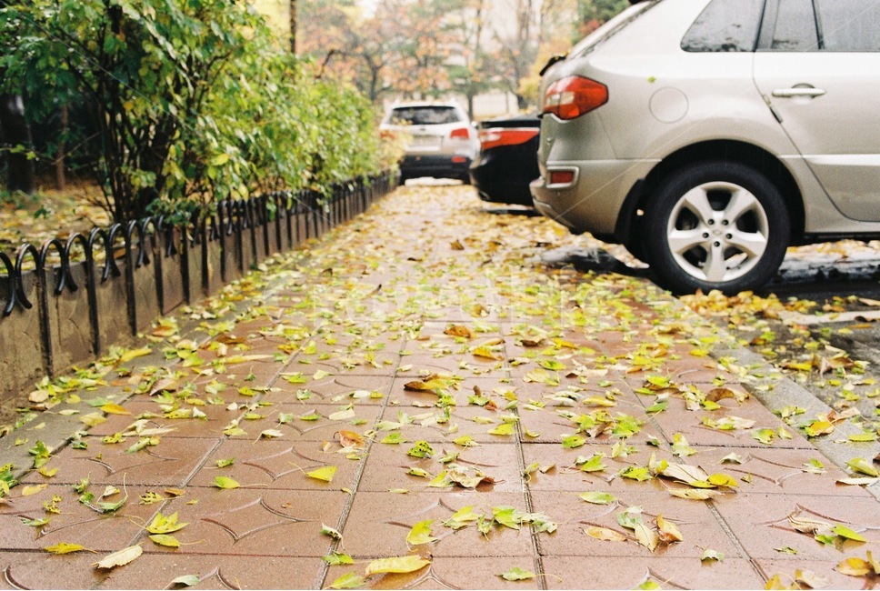 가을,비오는날,감성,낙엽,도보,가을,계절,fall,autumn,season,vehicle,차량,transportation,교통,car,차,automobile,자동차,tire,타이어,wheel,바퀴,machine,기계,spoke,살