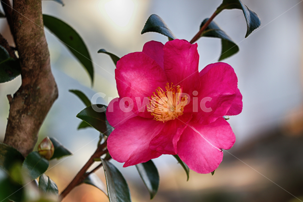 동백,동백꽃,제주동백,제주,식물,꽃,plant,flower