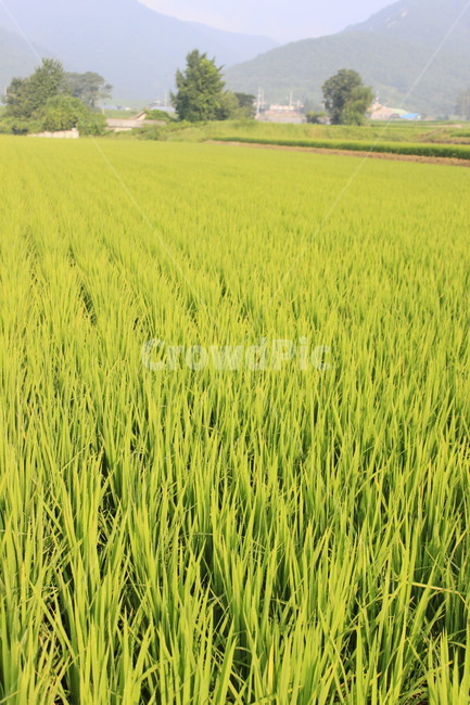 논,논밭,벼,시골,녹색,자연,농업