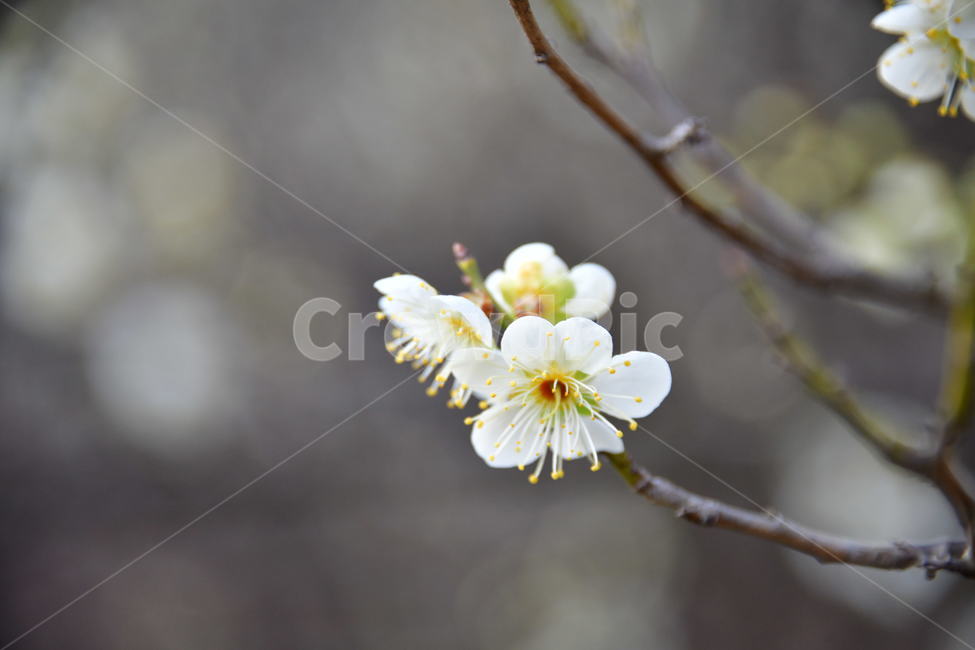식물,plant,꽃,flower,봄