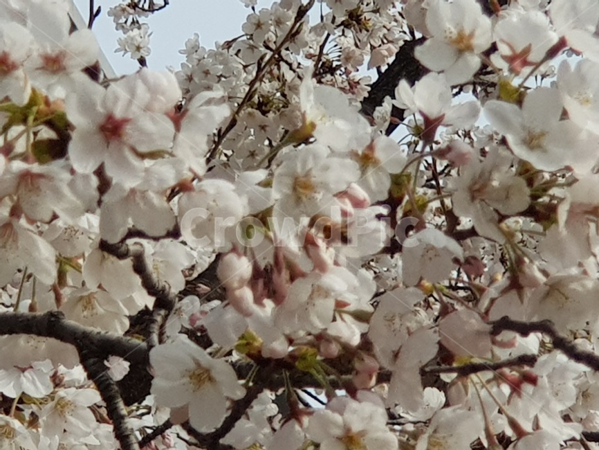 벚꽃,밀착,나무,꿀벌,자연