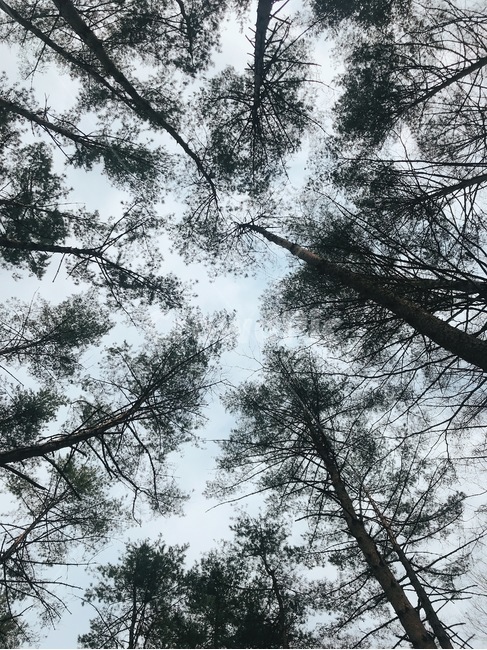 하늘,구름,나무,소나무,숲,숲속,햇빛
