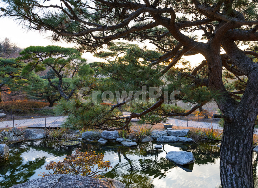 화담숲,나무,소나무,정원,호수,가을,자연,풍경,nature,landscape,tree,plant,식물,water,물,tree trunk,나무 줄기