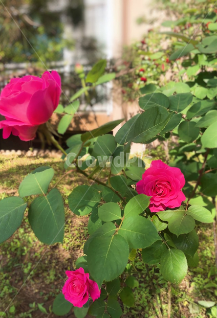 장미,꽃,flower,rose,감성,아름다움,beautiful,pretty