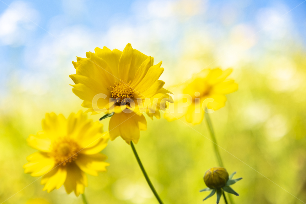 Gold,close up,ecosystem,nature,texture,yellow,Cosmos,out of focus,summer,flower,beautiful,healing,Chrysanthemum,native plants,background,plant,golden,rare species,travel,Coreopsis soup,golden pheasant soup