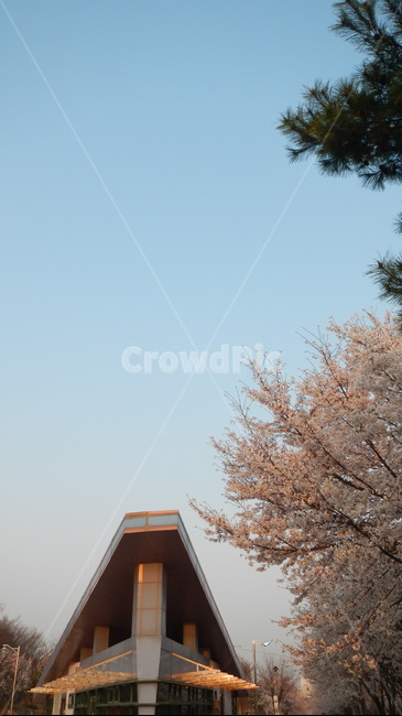 공원,봄,벚꽃,감성,하늘,오전,산책,힐링,풍경,휴식,취미,자연,풍경,nature,landscape,plant,식물