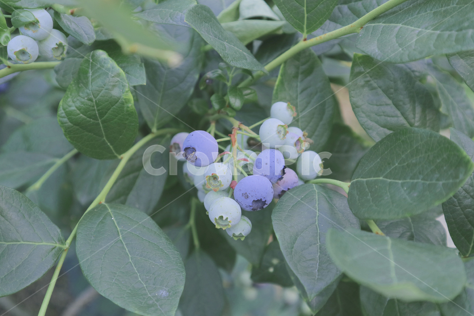 plant,식물,blueberry,블루베리,과일,fruit,음식,food,초록색,열매,과실,과일,열매,fruit,농업,농사,agriculture,farming,farming industry
