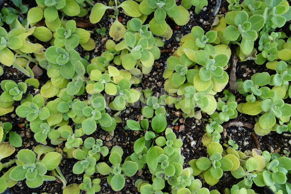 꽃,봄,여름,식물,생명,꽃길,풀잎,향기,힐링,쉼,여유,공원,꽃밭,새싹,홈가드닝,마당,봄,계절,spring,season,식물,자연,plants,nature,plant,leaf,잎,jar,항아리,vase,병 장식,potted plant,화분,pottery,도기류