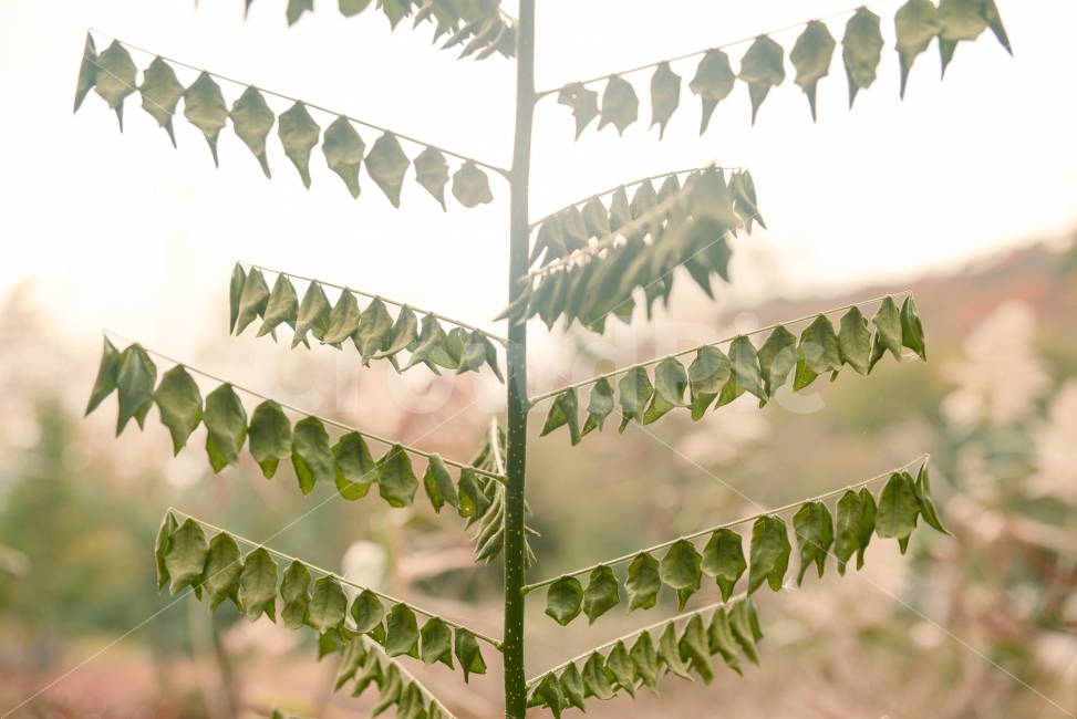 식물,가을,감성,스냅,사진,풍경,휴식,힐링,rest,relaxation,healing,식물,자연,plants,nature,감성,sensible,feeling