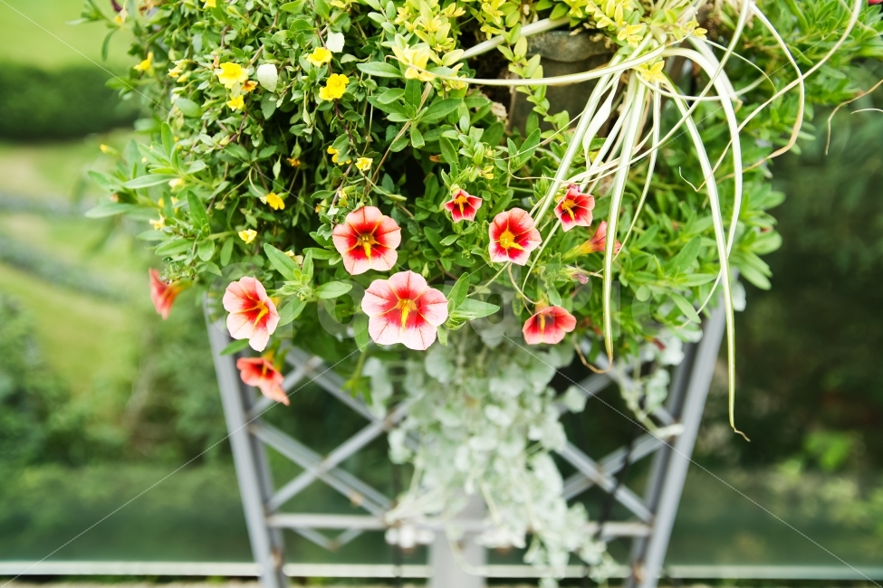 공원,꽃,분홍,녹색,대비,균형,식물,자연,plants,nature,꽃,flower