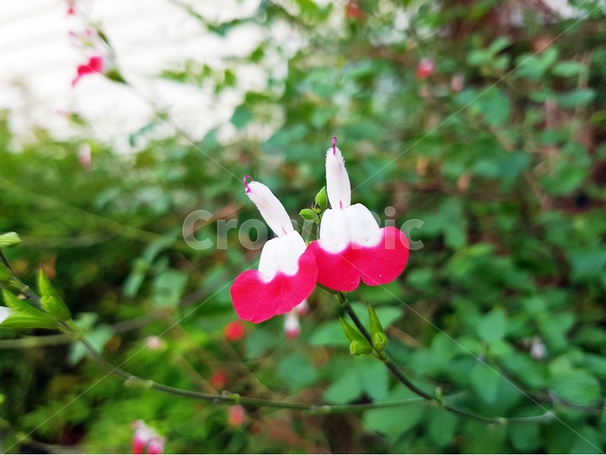핫립세이지,체리세이지,관상화,화단,식물,허브식물,꿀풀과,여러해살이풀,꽃,flower,자연,약재,babysage,grahamssage,plants,sage,salviamicrophyllahotlips,hotlipsage,식물,자연,plants,nature,꽃,flower