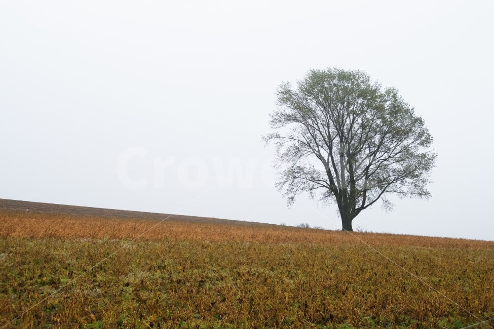 북해도,비에이,소지섭광고,소니,외톨이나무,언덕,자연풍경,자연,풍경,nature,landscape,tree,나무,plant,식물,tree trunk,나무 줄기