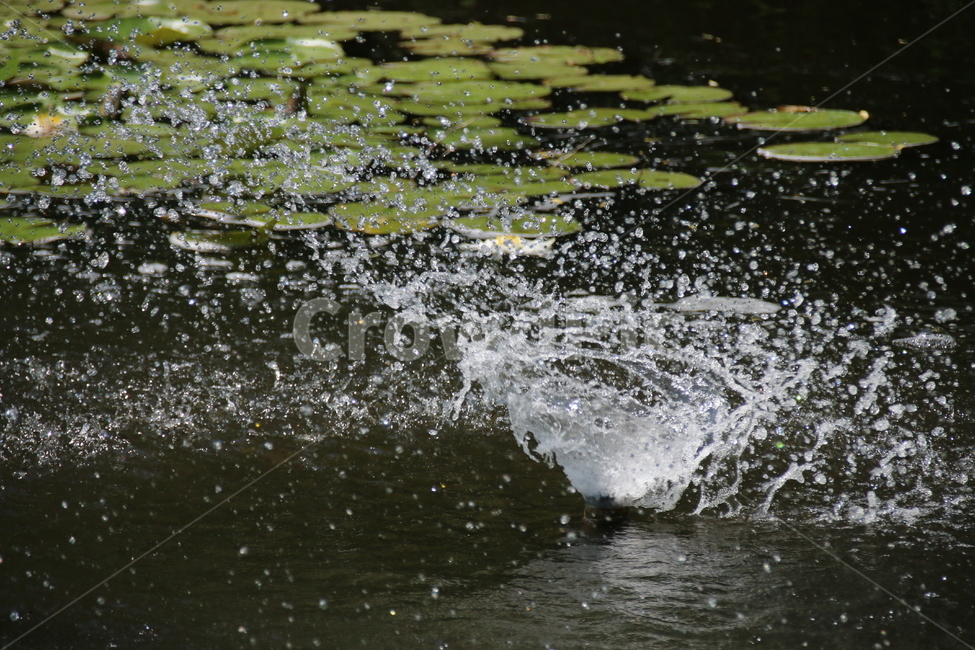 연못,풍덩,물,연잎,자연,자연,풍경,nature,landscape,water,outdoors,옥외