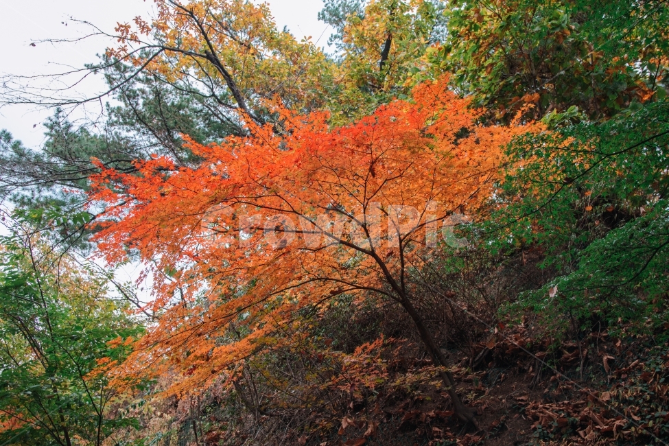 가을,단풍,나무,단풍나무,빨간,빨간단풍,가을,계절,fall,autumn,season,식물,자연,plants,nature,나무,trees,wood,plant,leaf,잎,tree,maple