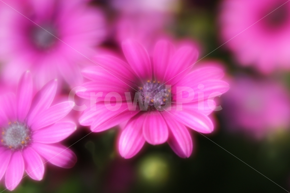 가을,코스모스,몽환적,꽃,flowers,식물,자연,plants,nature,꽃,flower,감성,sensible,feeling
