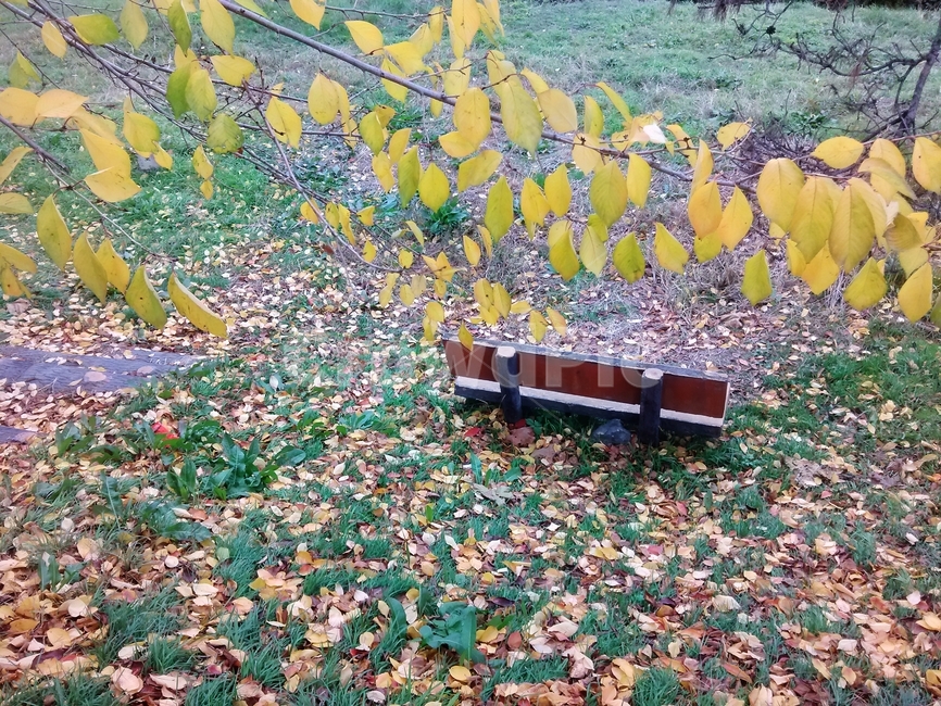 밴치,공원,낙엽,leaf,잎,plant,식물,ground,바닥