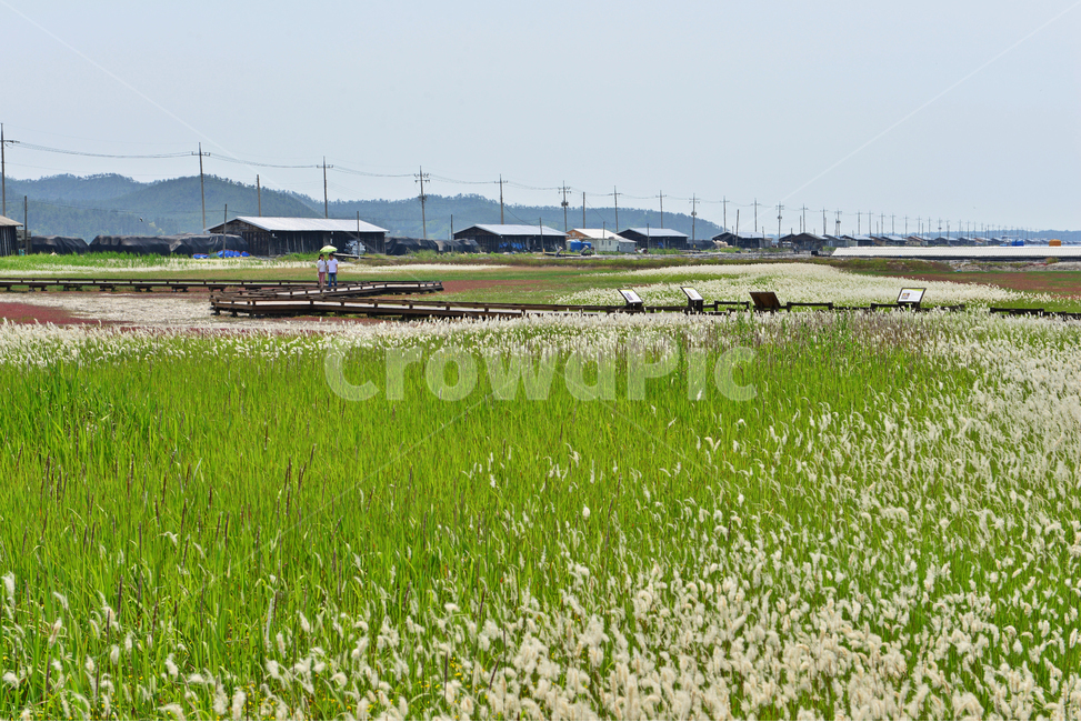 전남,신안,태평염전,봄,자연,풍경,human,인간,person,사람,삐비꽃,삘기,자연,풍경,nature,landscape,airport,공항