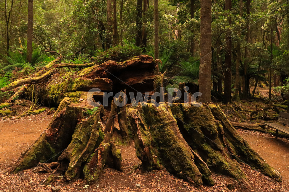 나무,숲,tree,forest,자연,nature,부러진나무,brokentree,큰나무,환경,landscape,식물,자연,plants,nature,나무,trees,wood