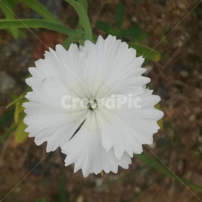 야생화,하얀꽃,흰꽃,꽃님,꽃,식물,자연,plants,nature,꽃,flower