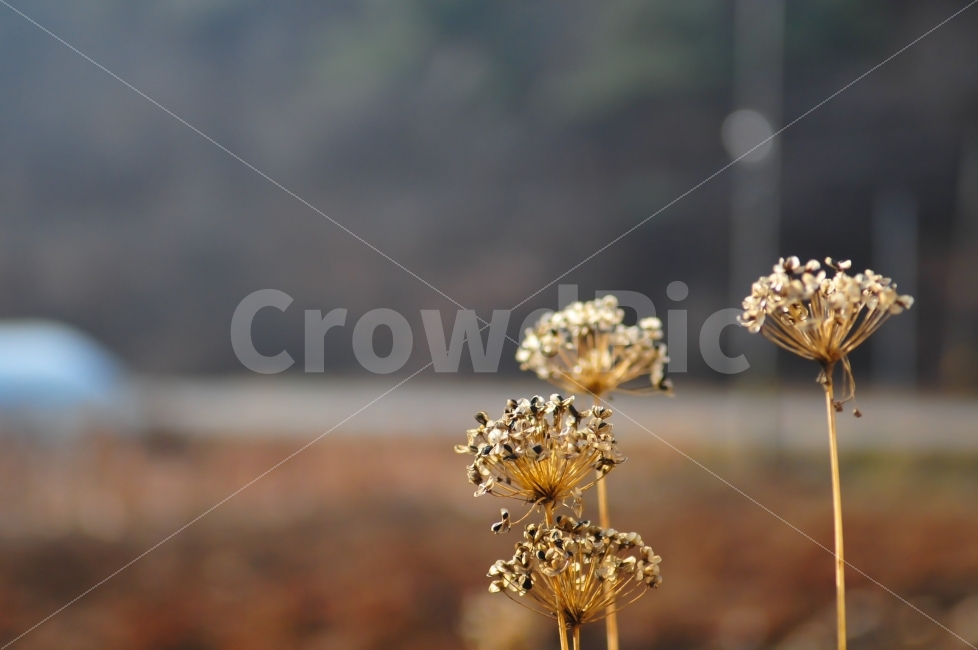풀,시골,아웃포커싱,식물,감성,식물,자연,plants,nature