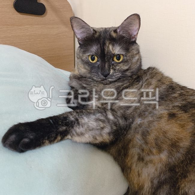 동물,고양이,애완동물,cat,특이한고양이