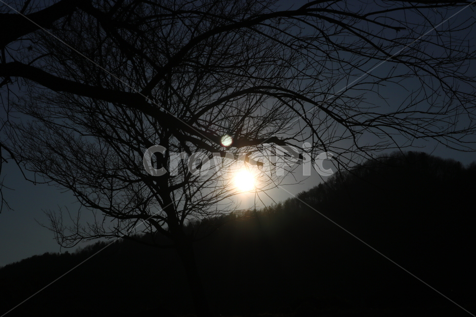 자연,풍경,겨울,나무,산,나뭇가지,해,태양,빛,자연,풍경,nature,landscape,야경,밤,nightscape,night,light,flare,플레어,outdoors,옥외