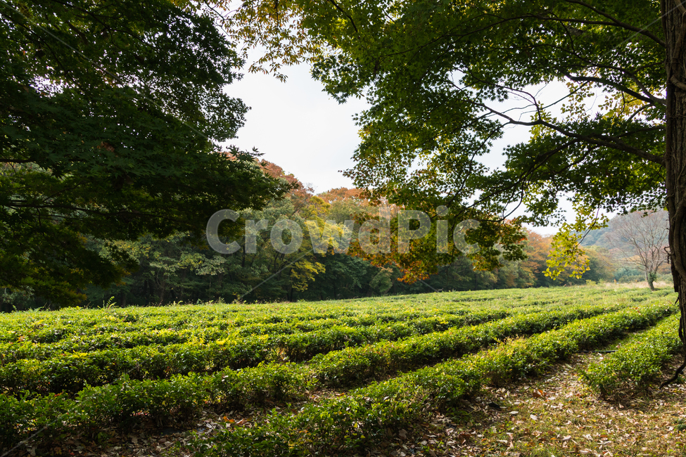 풍경,가을,샅책,녹차,차밭,단풍구경,자연,풍경,nature,landscape,outdoors,옥외