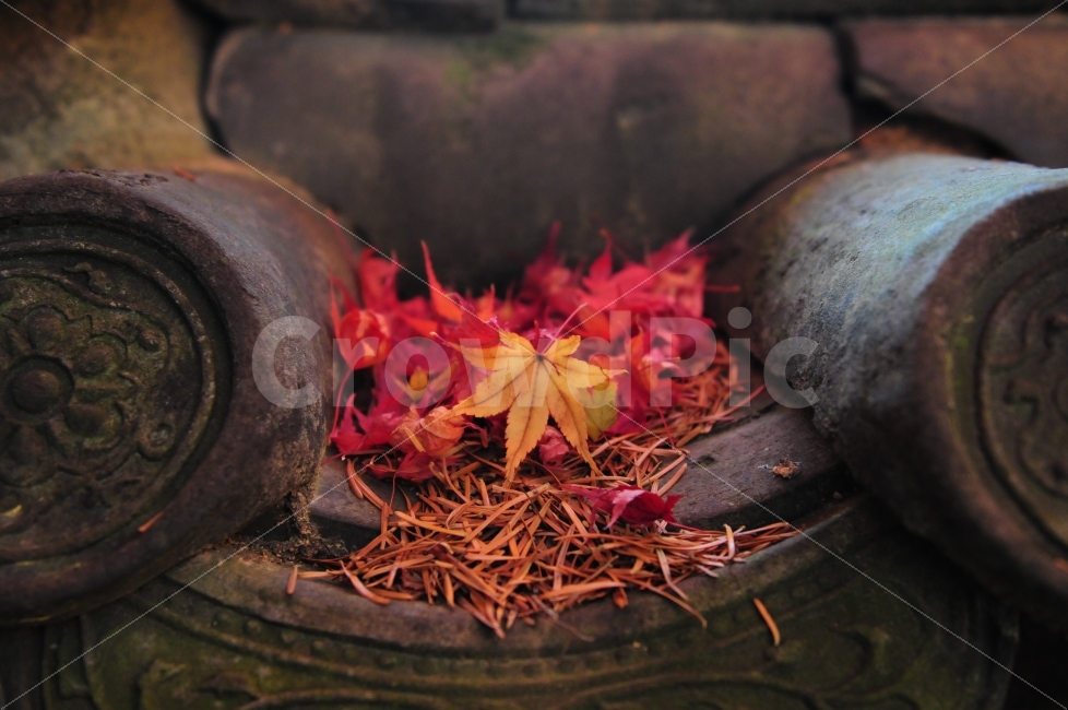 가을,단풍,기와,경주,여행,한국,가을,계절,fall,autumn,season,한국전통,한국문화,korean traditional,korean culture,감성,sensible,feeling,plant,식물,leaf,잎
