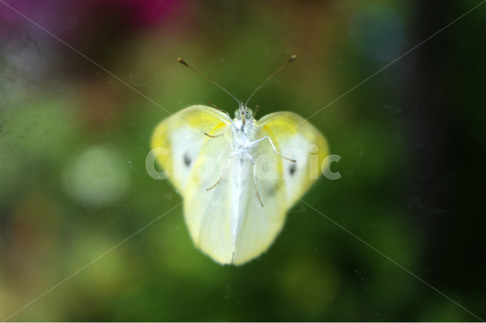 곤충,나비,butterfly,bug,날개,wing,동물,animal,곤충,벌레,insect,bug