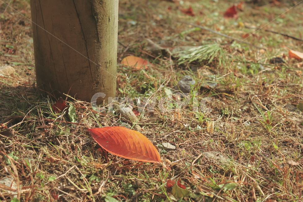 가을,낙엽,감성,자연,가을분위기,fall,autumn,가을배경,계절