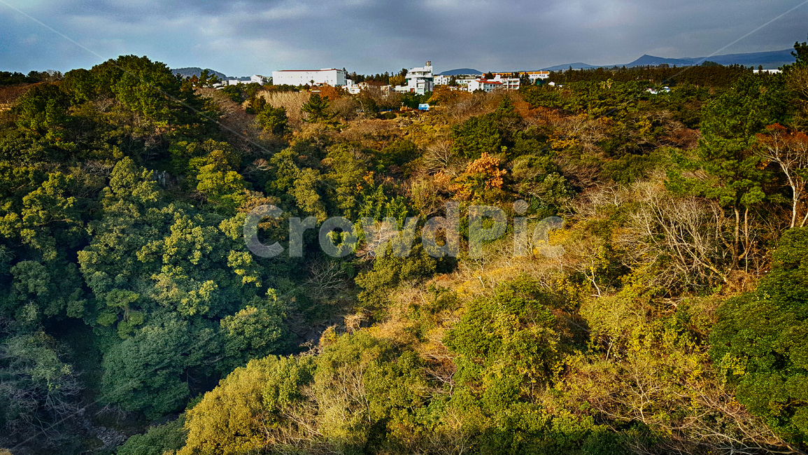 plant,식물,vegetation,초목,bush,nature,자연,outdoors,옥외,자연,풍경,nature,landscape