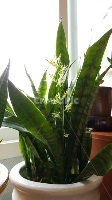 산세베리아꽃,산세베리아,공기정화식물,꽃,green,flower