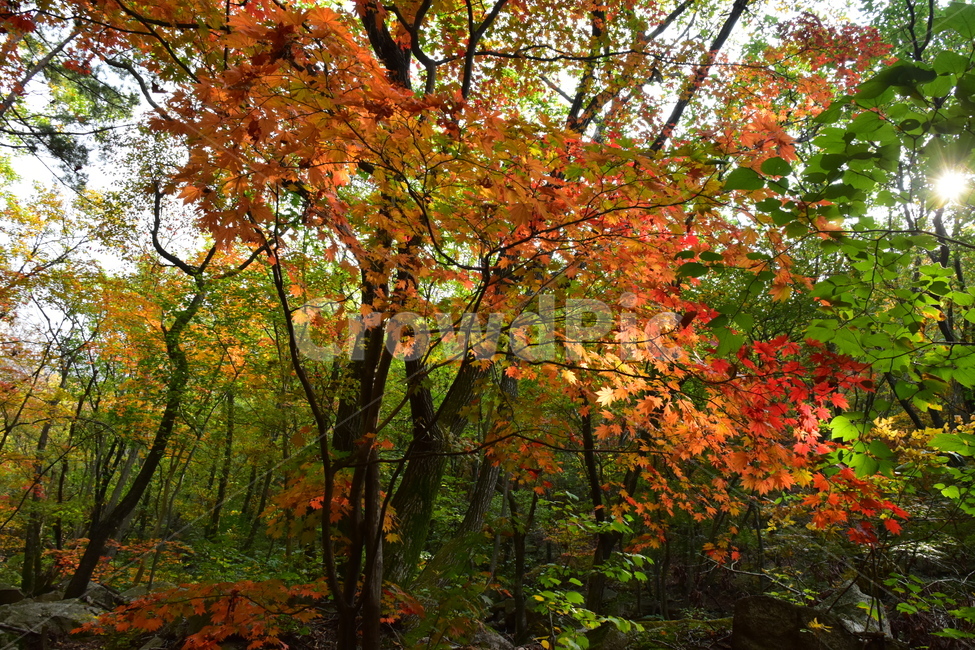 가을,단풍,자연,풍경,북한산,잎,단풍잎,붉은,나무,계절,계곡,숲,힐링,plant,fall,autumn,season,forestnature,landscape,한국자연풍경,한국자연경관,korea,tree,maple,leaf,가을,계절,fall,autumn,season,자연,풍경,nature,landscape,식물,plants,나무,trees,wood